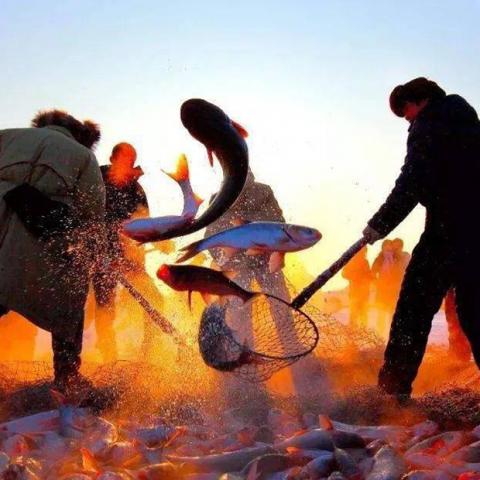 伍号胖头鱼-查干湖野生有机胖头鱼1598型