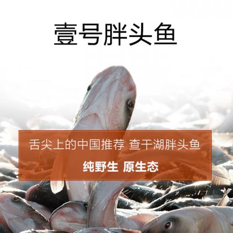 查干湖野生有机胖头鱼-壹号胖头鱼398型