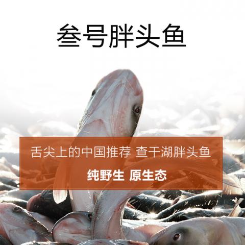 叁号胖头鱼-查干湖野生有机胖头鱼998型