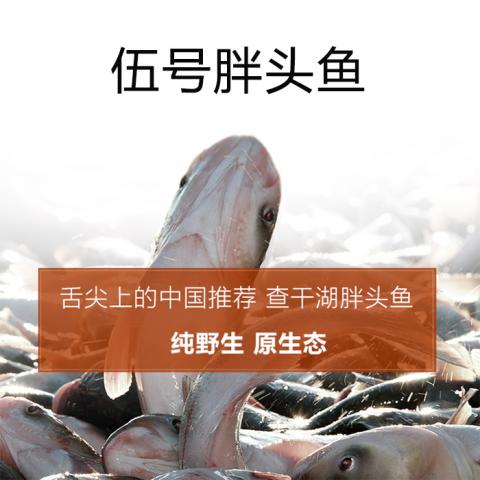 伍号胖头鱼-查干湖野生有机胖头鱼1598型